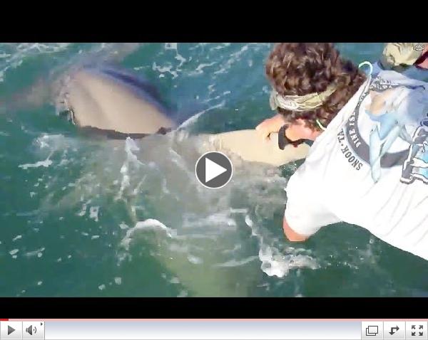 Man Grabs Giant Hammerhead Shark Bare Hands to save Tarpons Life