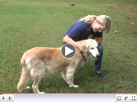 Meet Krystal - our Adopt a Golden Atlanta September Orphan of the Month