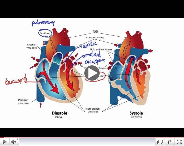 044 How Blood Flows Through the Heart
