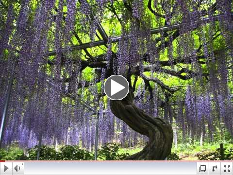 Beautiful Japan: Ashikaga Flower Park