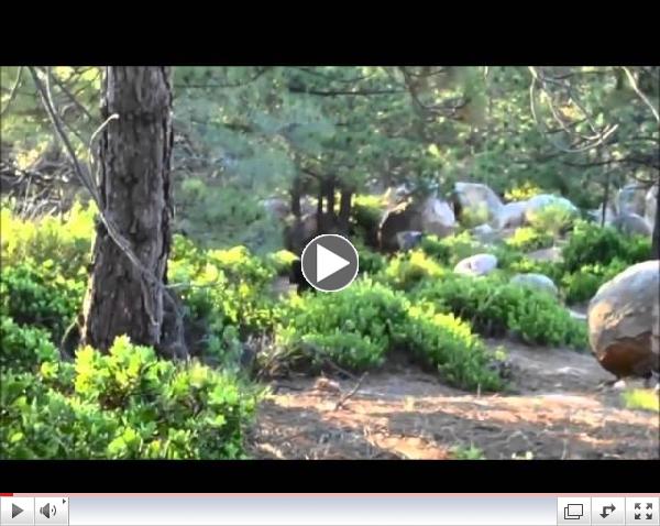 Clear Video of Bigfoot . Hoax or real?