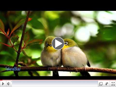Secret Garden - Pome