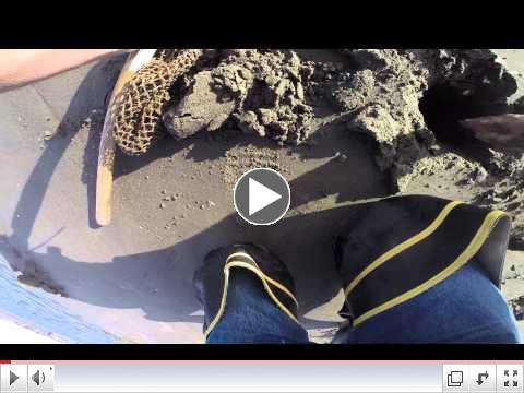 Clam Digging Demo