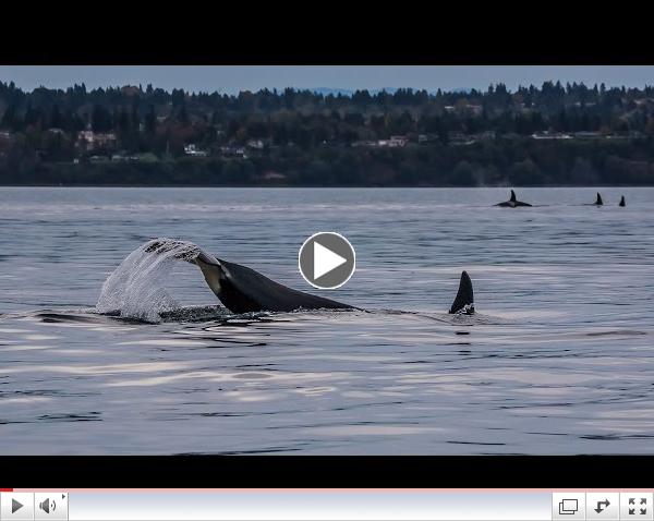 Southern Resident Killer Whales: J and K Pods in Colvos Passage