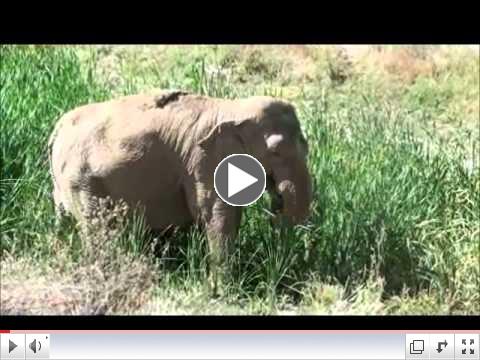 Asian Elephants: Gypsy & Wanda 