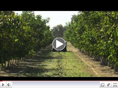 Walnuts Harvest & Processing