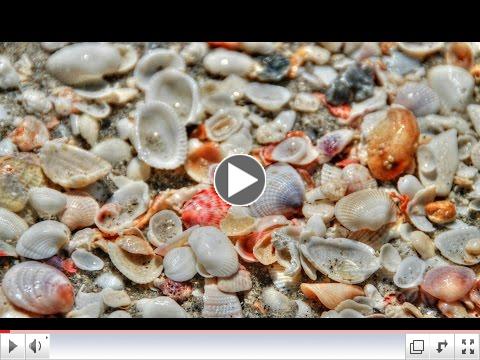 Mount Comfort RV: Sea Shelling at the Beach 
