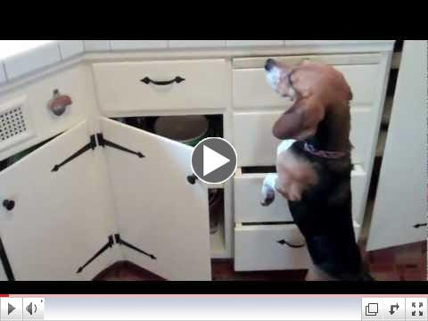 Nose Work Games - Teaching your dog to Find and Search