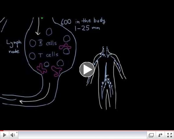 What is the lymphatic system's role in immunity