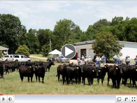 Mississippi Angus Associatin Field Day
