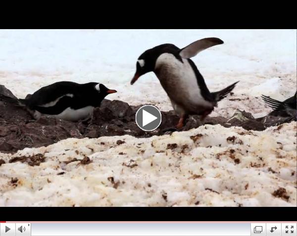 Male Penguin Trying Hard to Please His Mate