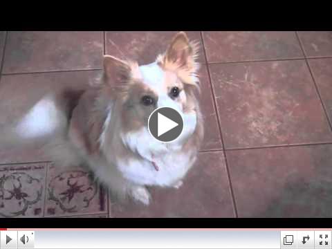 Pet Interviews