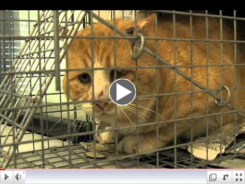 Feral Cat Coalition of Oregon 2011