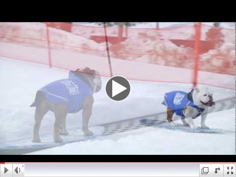 When Dogs Snowboard