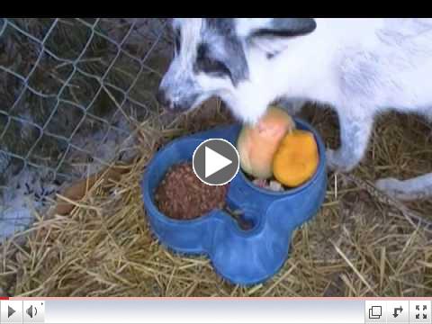 Foxes get Dingo Treats from our Amazon Wish List!