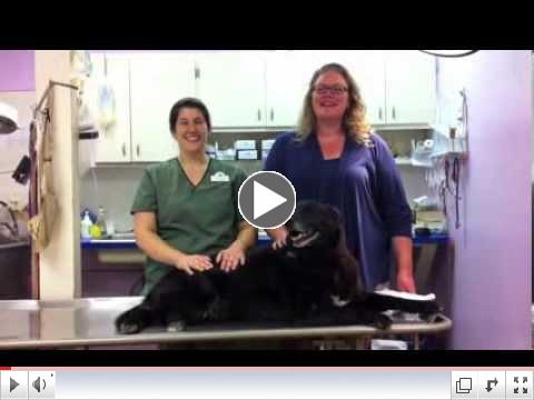 A Minute with the Vet: Spay and Neutering