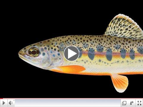 Check out  the work involved in sientific trout art.