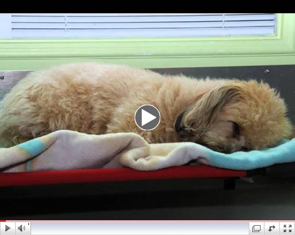 Green Dog Spa Welcome Video
