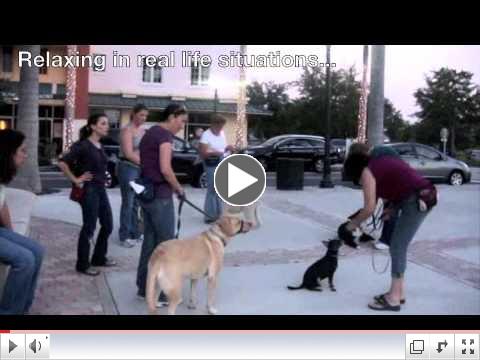 Last night of Reactive Dog Class
