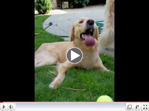 Meet Wrigley, our October Adopt a Golden Atlanta Orphan of the Month