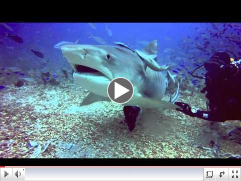 Cathadral Shark Dive