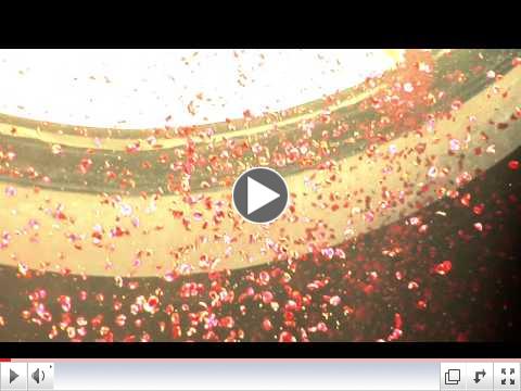 Pluie de ptales de roses au Panthon  Rome