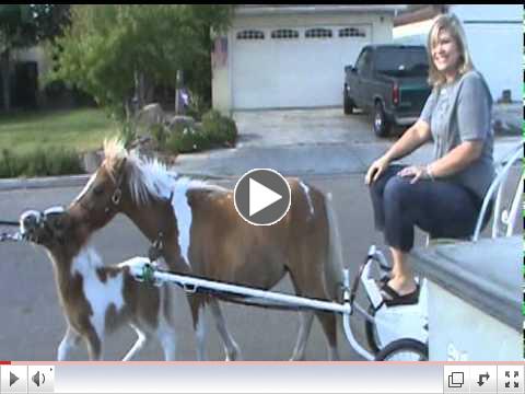 Pony Carriage Rides and Pony Rides on a carousel in all CA counties & Las Vegas
