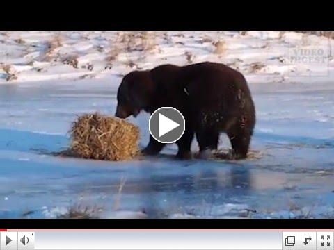 ANIMALS NEED OWN REALITY SHOW !!