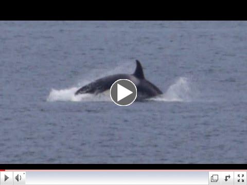 Killer whales off Victoria BC