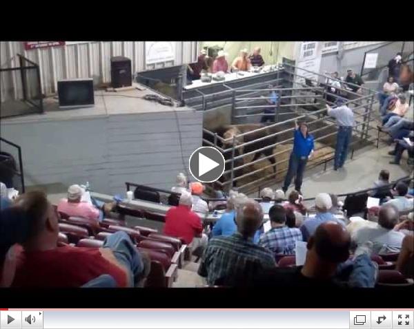 Southern Producers Heifer Sale 13