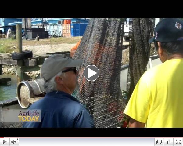 Texas shrimp season opens amid heavy competition