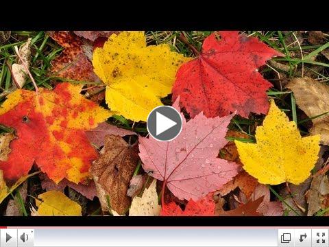 Why Do Autumn Leaves Change Color?