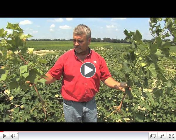 South Georgia Farmers Deal With Summer Rains