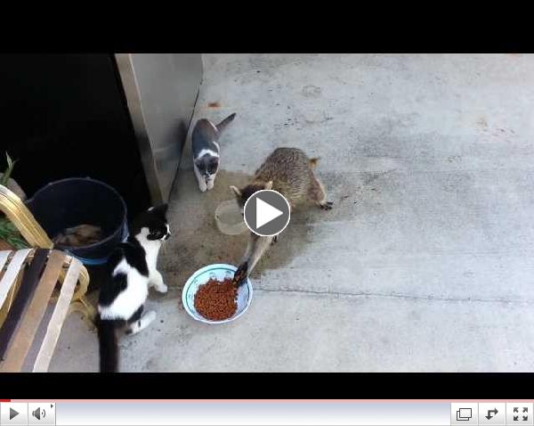 Raccoon eating cats food