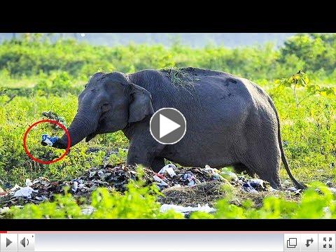 elephants eating plastic