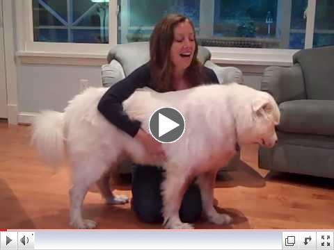 Dog Epilepsy: How to Stop a Dog Seizure