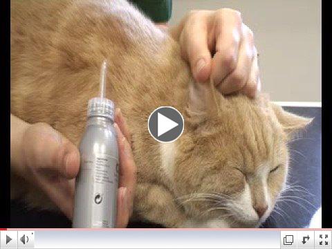 How to clean a cat's ears.mp4