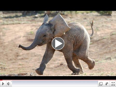 Baby Elephants