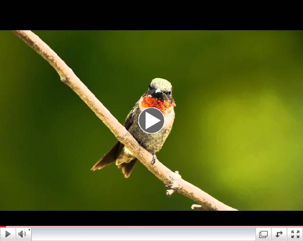 NaromiLandTrustHummingbird