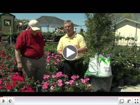 Neil Sperry with Texas A&M's Dr. Steve George on EarthKind roses.
