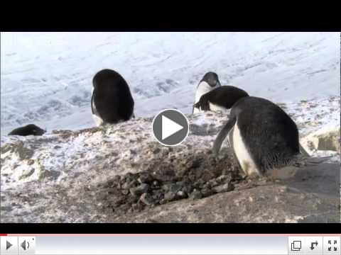 Criminal Penguins - Frozen Planet - BBC One.mpeg