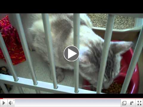June is Adopt a Kitty Cat or TWO month!!