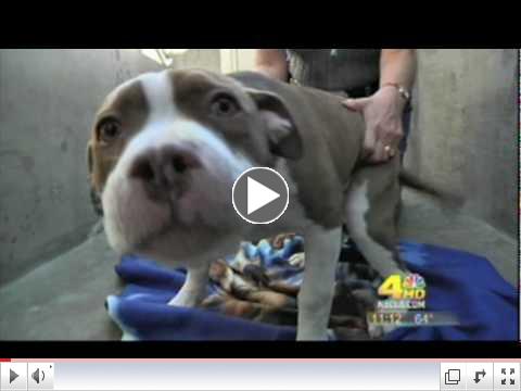 Operation Blankets of Love on NBCLA.com