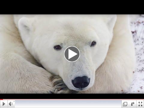 Natural Habitat - Canadian Polar Bear Experience