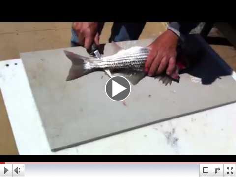 Captain Joel's Fishing Minute Ep. 16