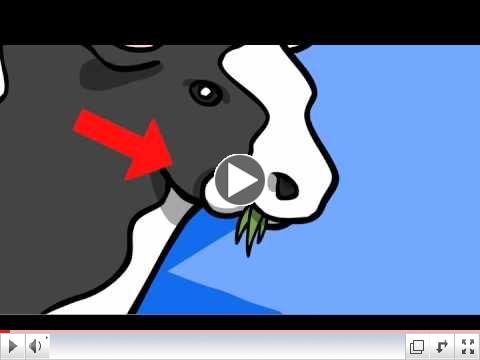 Shemini: The Kosher Animal Song