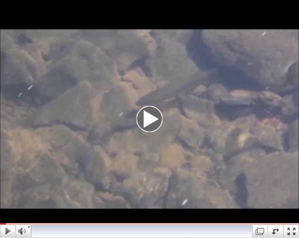A Huge Brown Trout & Two Anglers
