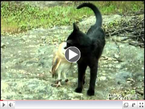 Cat and owl playing - Fum & Gebra - Perfect friendship!