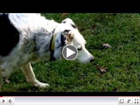 Nova Science Now : How Smart Are Dogs?