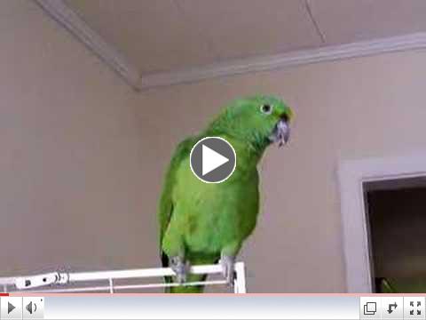 laughing parrot